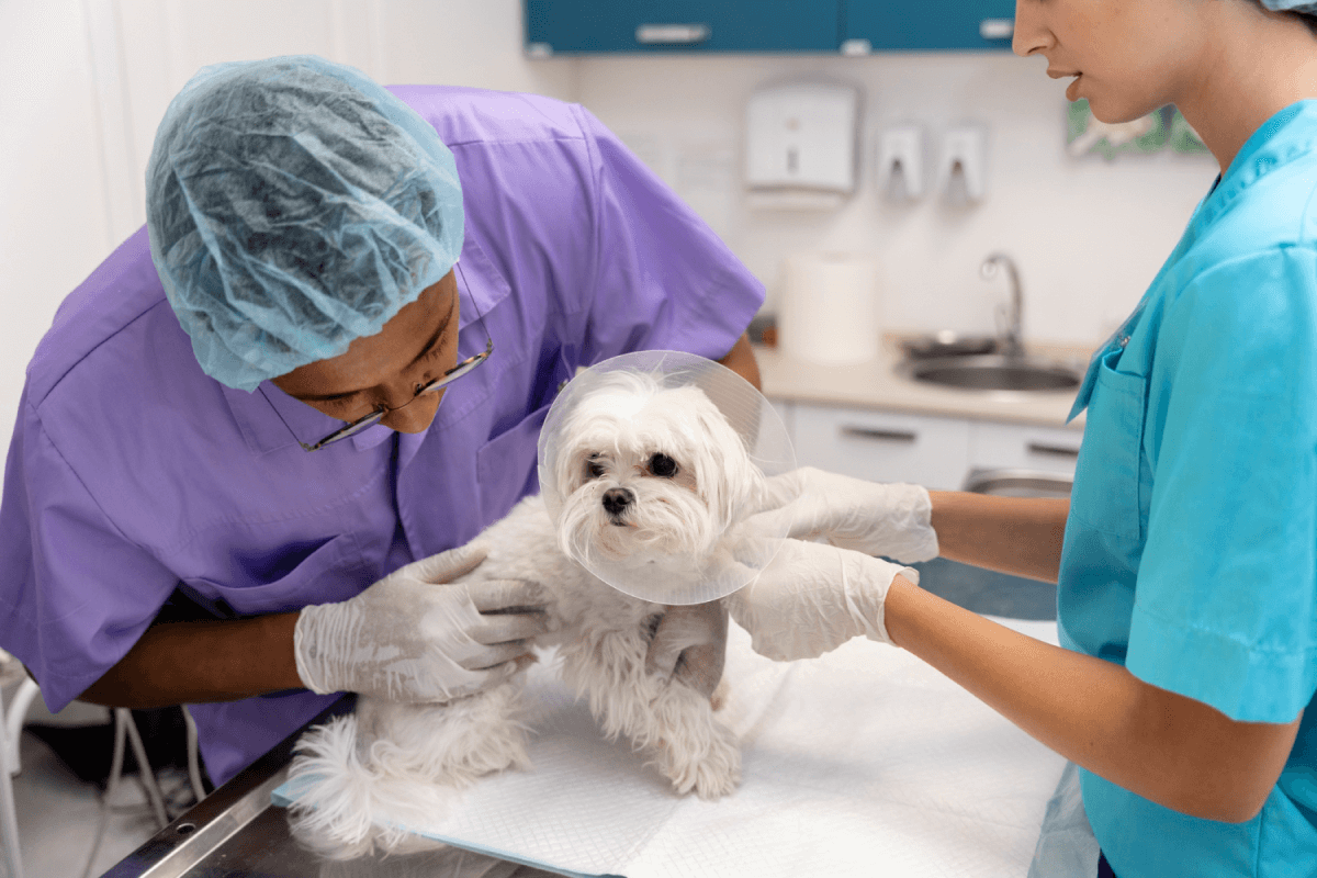 Best Pet Hospitals in Pune