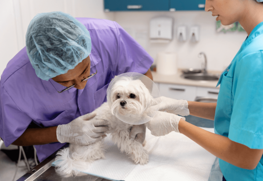 Best Pet Hospitals in Pune