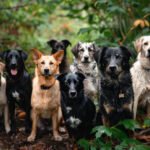 Popular Pet Dog Breeds in India: A Guide for First-Time Dog Owners