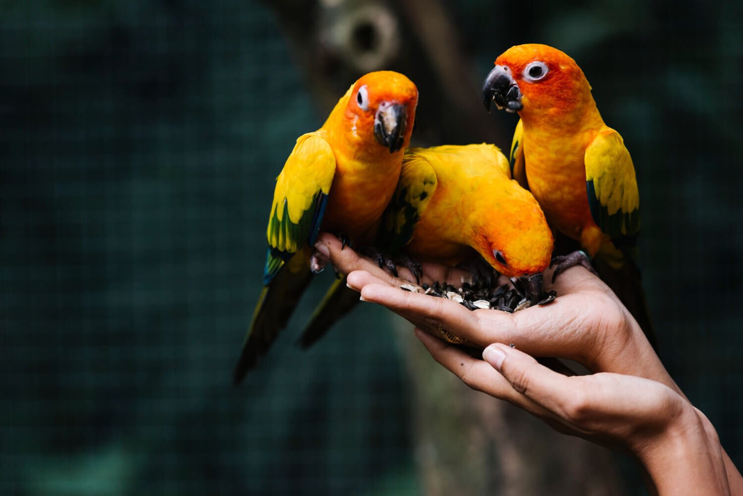 Top 10 Pet Birds in India