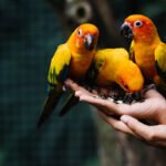 Top 10 Pet Birds in India: A Guide to Choosing the Right Feathered Friend