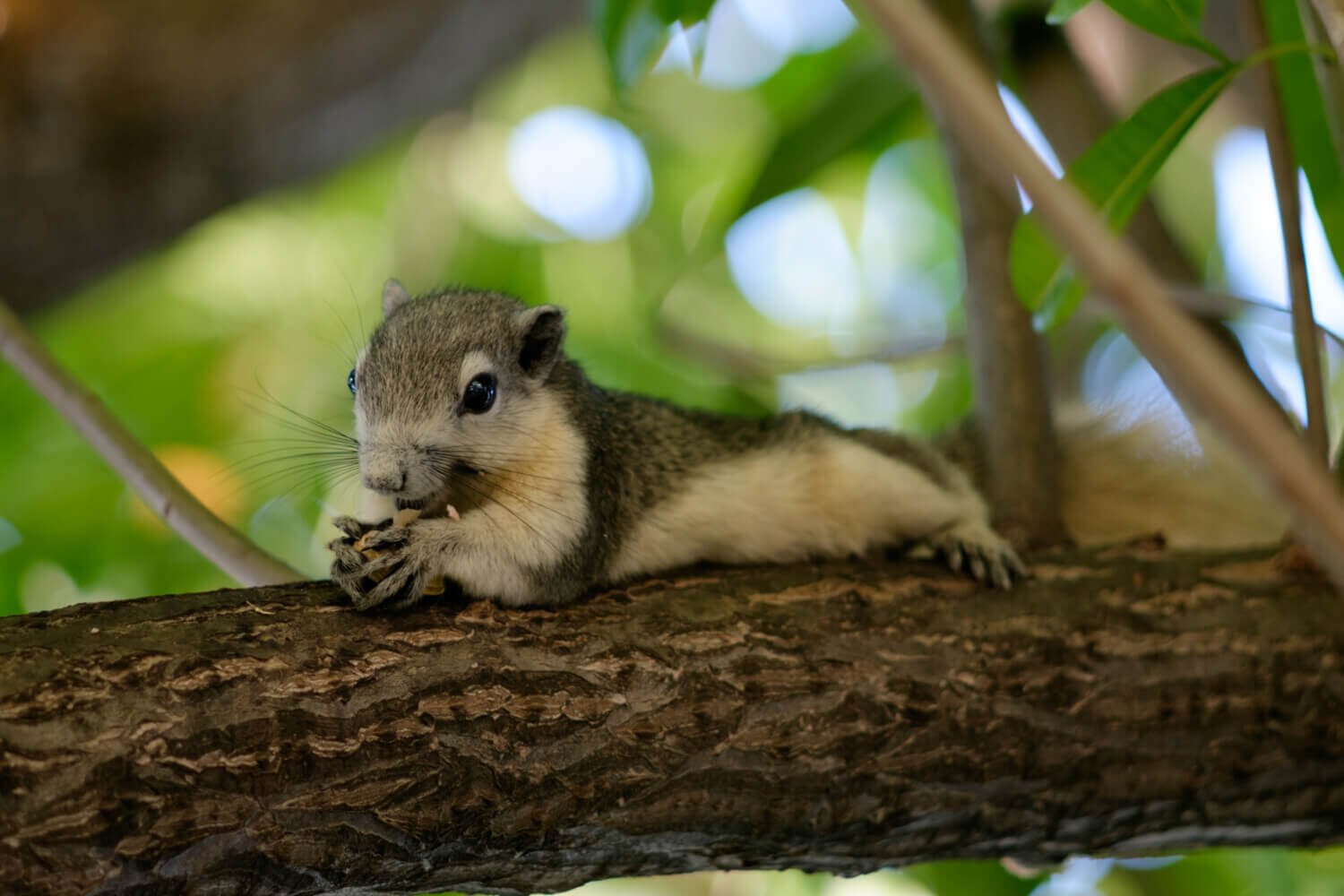 Squirrel as a Pet