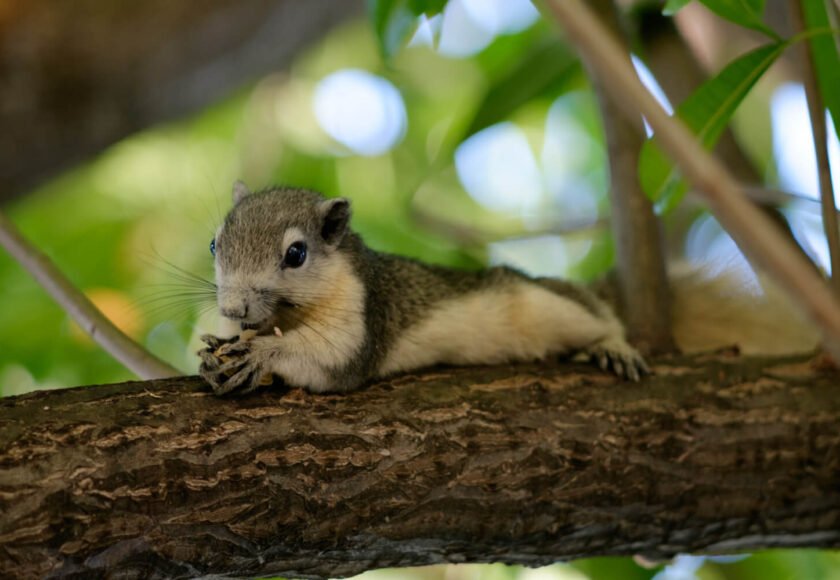 Squirrel as a Pet