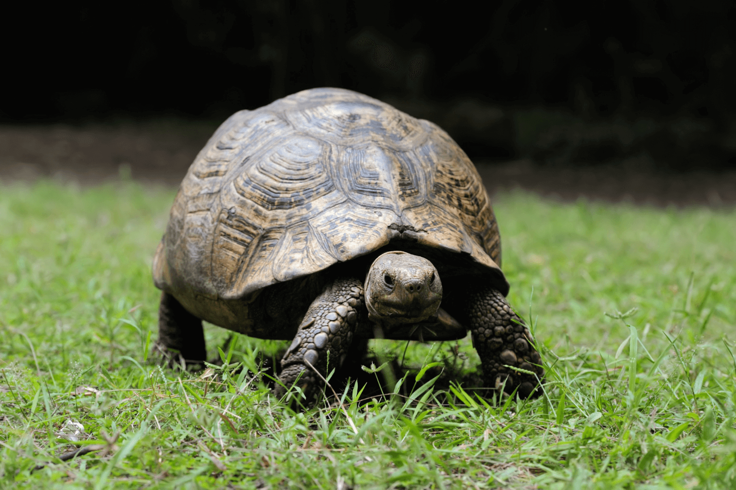 Tortoise Pet Care in India