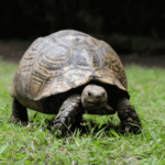 Can We Pet Tortoise in India? A Comprehensive Guide