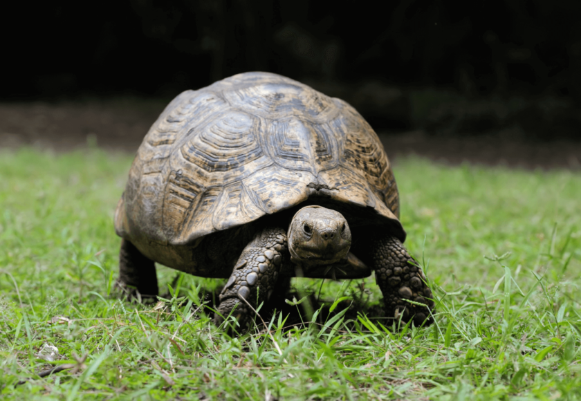 Tortoise Pet Care in India