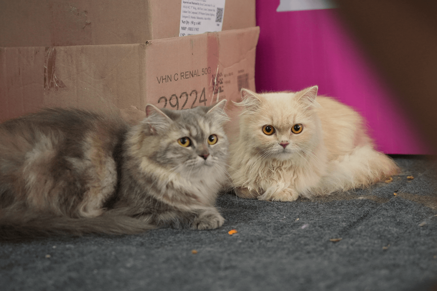 Cat Breeds in India