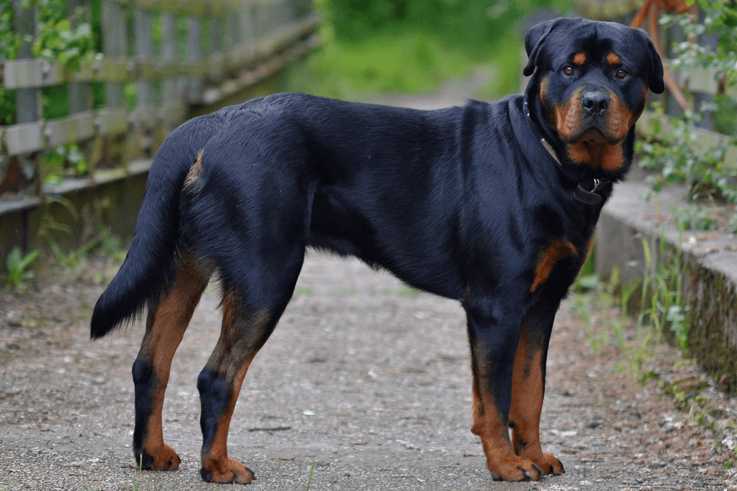 Which Dog Breeds Are Banned in India