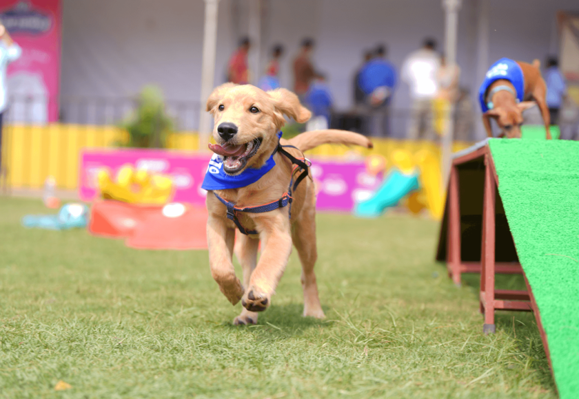 Why Golden Retrievers Are the Best Dogs